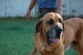 Padreadores - Fila Brasileiro Dourado - Canil Singular - Kaizer